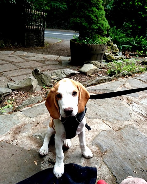 Show me your puppies!