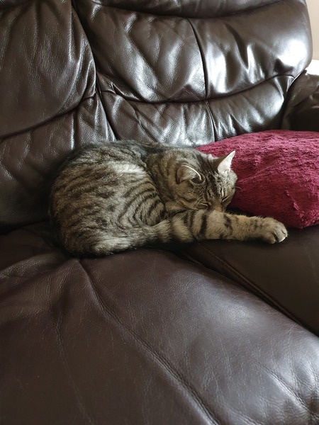 Show me your cat beds
