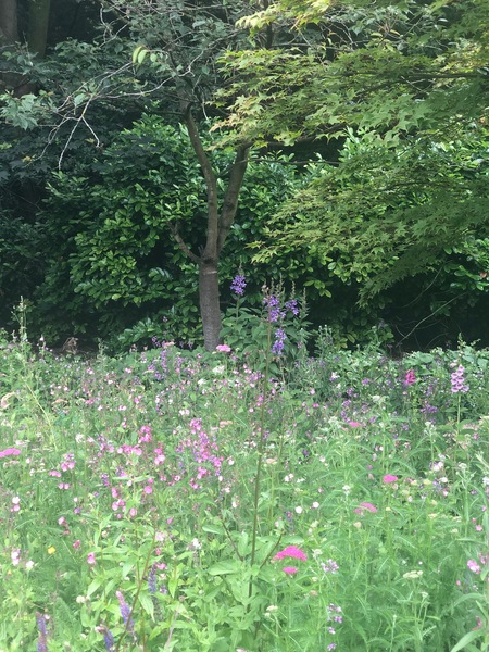 Wild flowers in our scrubby bit of shady grass under trees - and clover??
