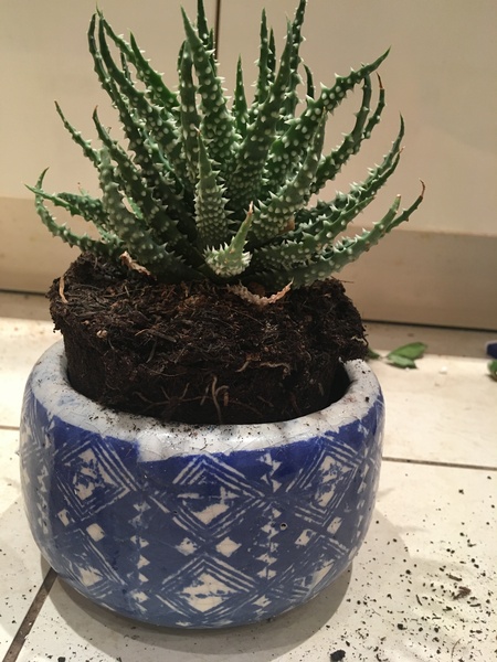 My aloe humilis