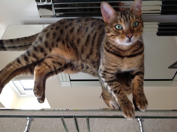 Pilling the cat: 100 easy steps