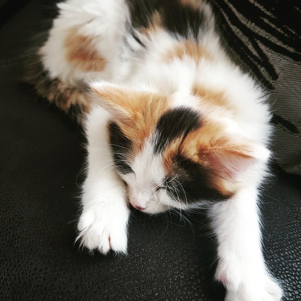 Help me name my kitten