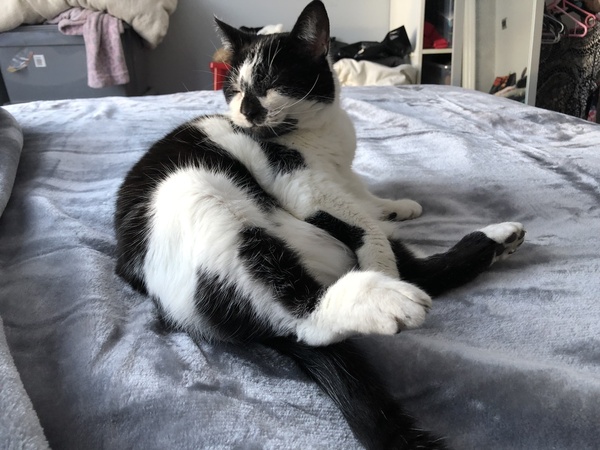 I think my cat is broken...