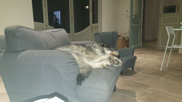to think owning a dog is selfish?