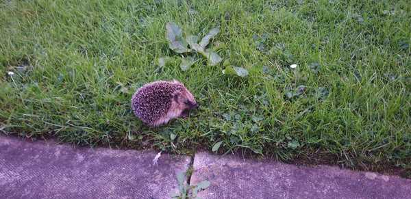 Giant hedgehog living in my garden