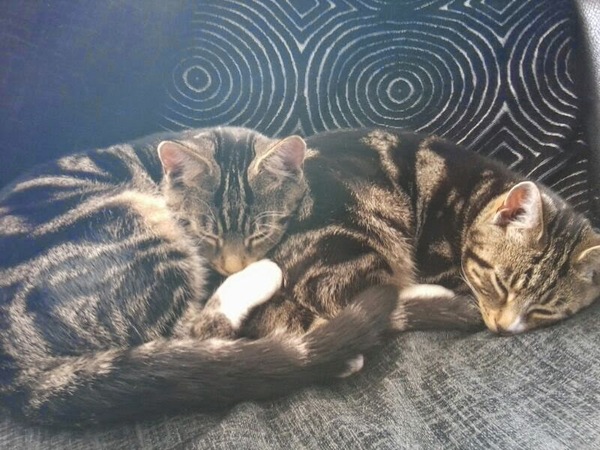 Does my cat look like Prince?