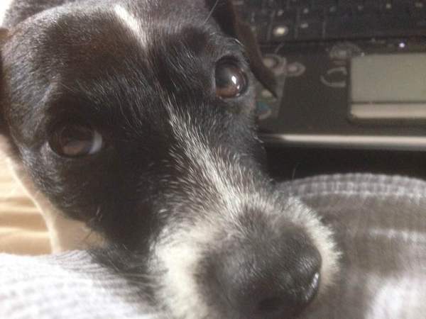 What are your favourite breeds of dog ?