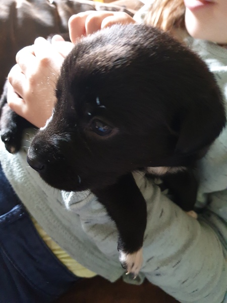 Westminstenders: The Tory Party Spectacular