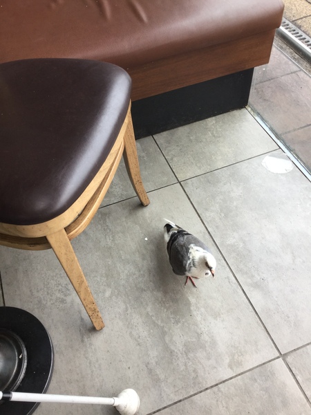 This little fellow got lost at Starbucks earlier…