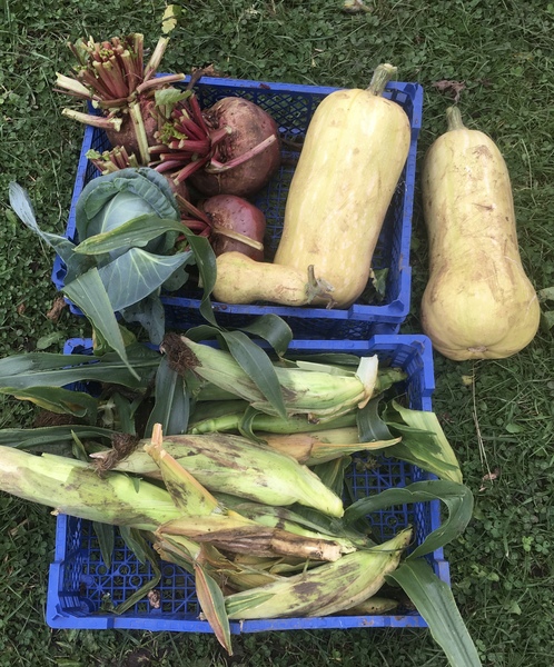 Allotment/Veg Patch Thread 14 ! growing into summer