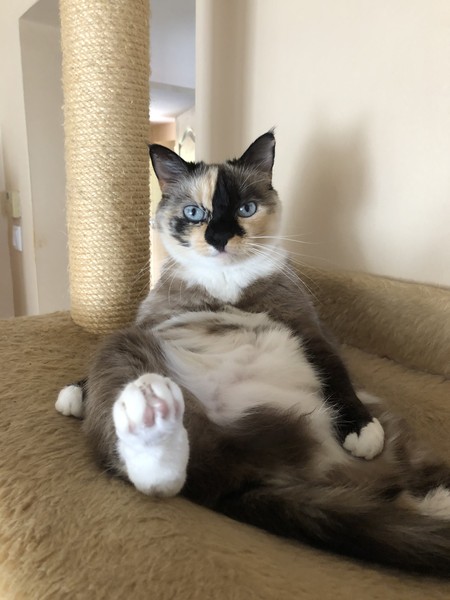 What's your DCat up to today? (Thread 7!)