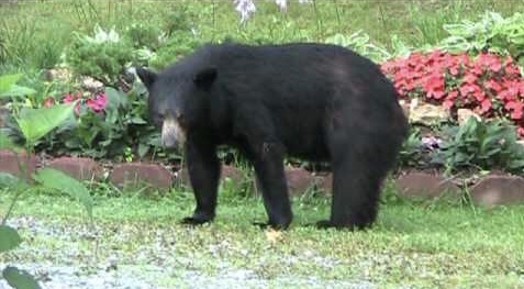 Mystery animal in my garden