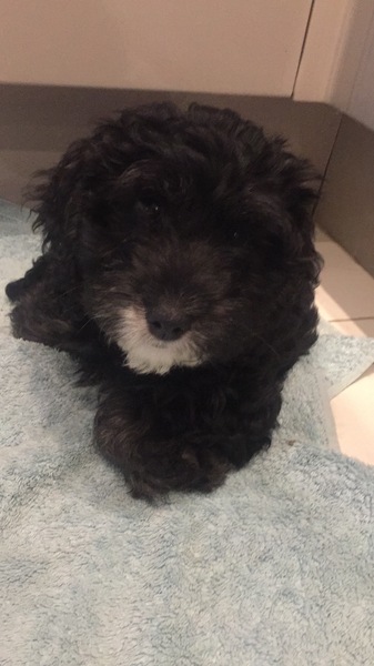 Show me your puppies!