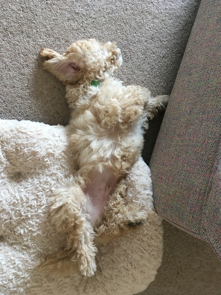 Show me your puppies!