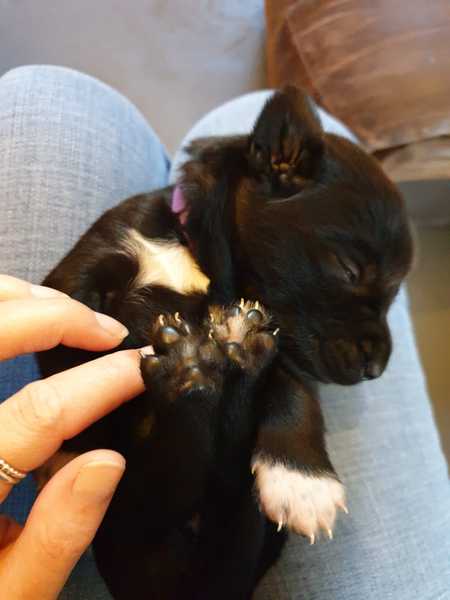 Westminstenders: Silly Season