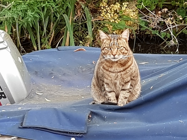 Next door's -thug- cat