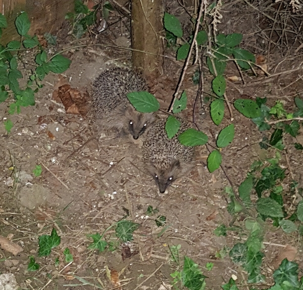 Giant hedgehog living in my garden