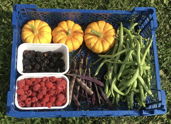 Allotment/Veg Patch Thread 14 ! growing into summer