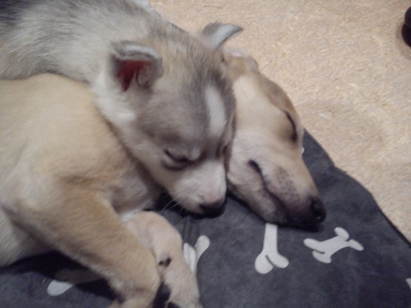 Show me your puppies!