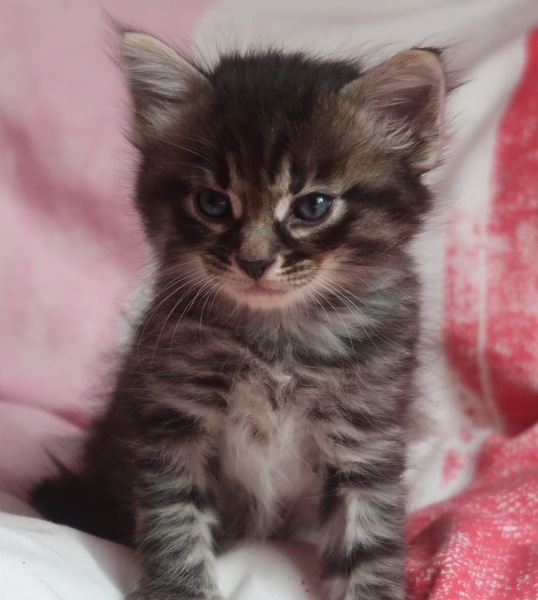 Westminstenders: The Tory Party Spectacular