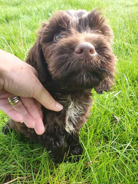 Westminstenders: Constitutional History