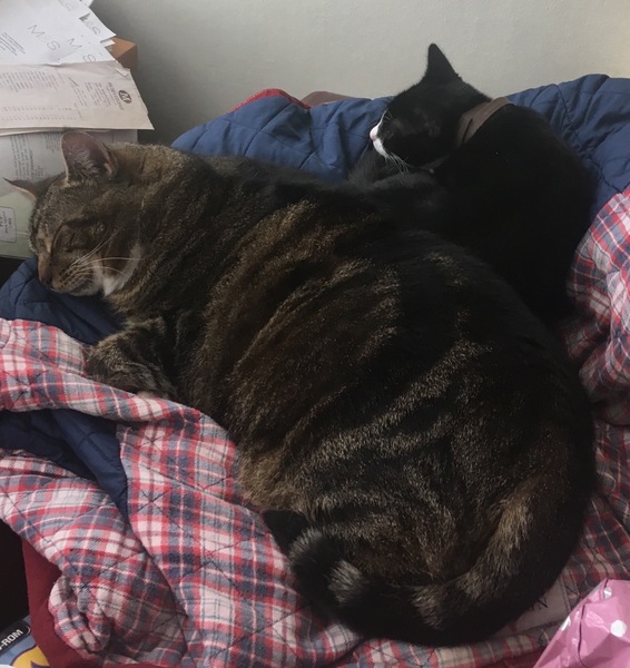 Pilling the cat: 100 easy steps