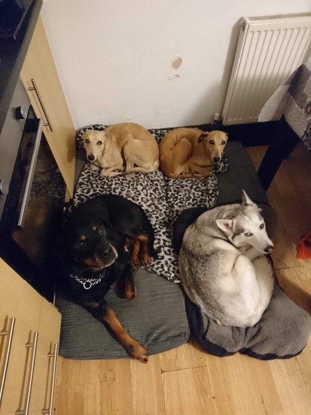 Is it bad to let a puppy sleep with our old dog?