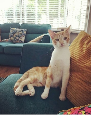 I think my cat is broken...