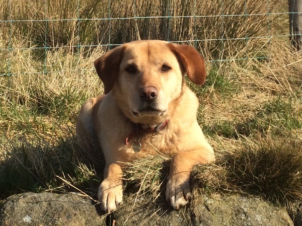 Heart failure in dogs.