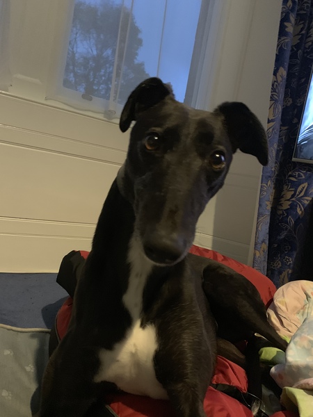 What are your favourite breeds of dog ?