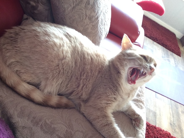 New cat - help!