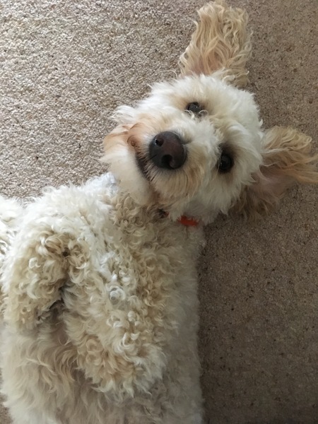 Boy Poodle Name Ideas Please!