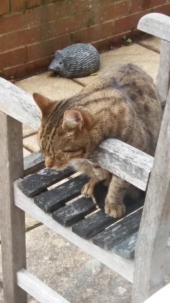 Next door's -thug- cat