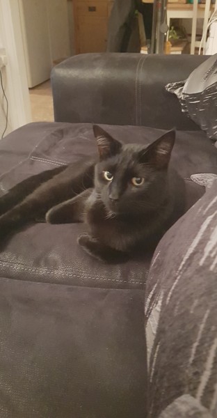 Help me name my kitten