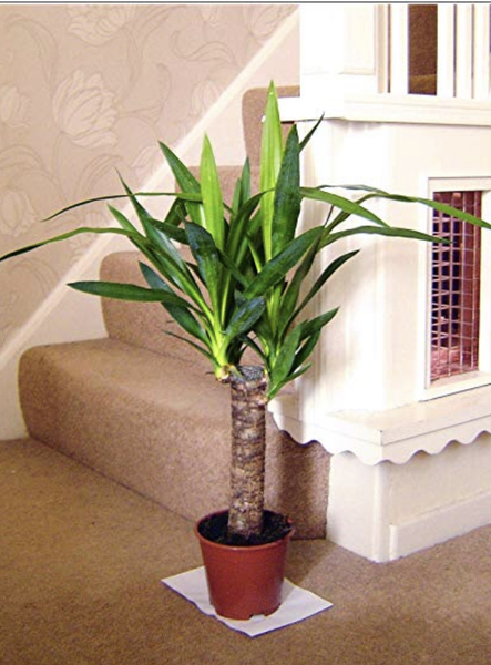 What are the easiest plants to keep alive?
