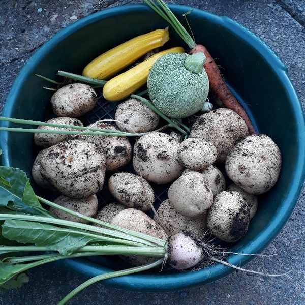 Allotment/Veg Patch Thread 14 ! growing into summer