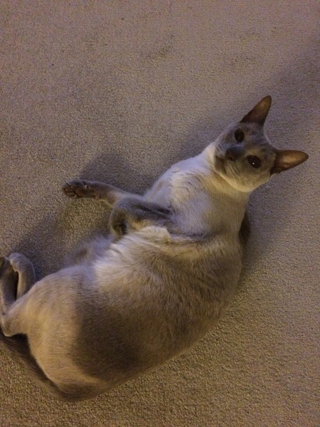 Westminstenders: Skullduggery Fatigue