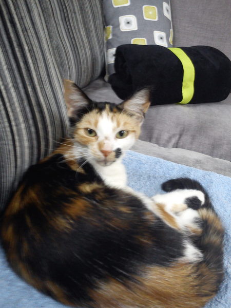 Pilling the cat: 100 easy steps