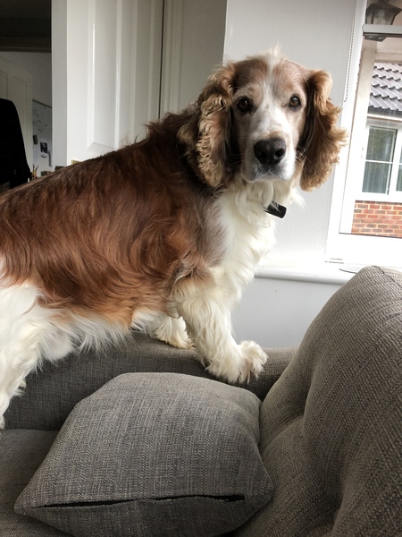 What are your favourite breeds of dog ?