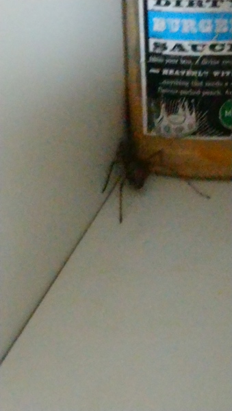 Just had new kitchen installed, but it's OK to burn it down isn't it?!