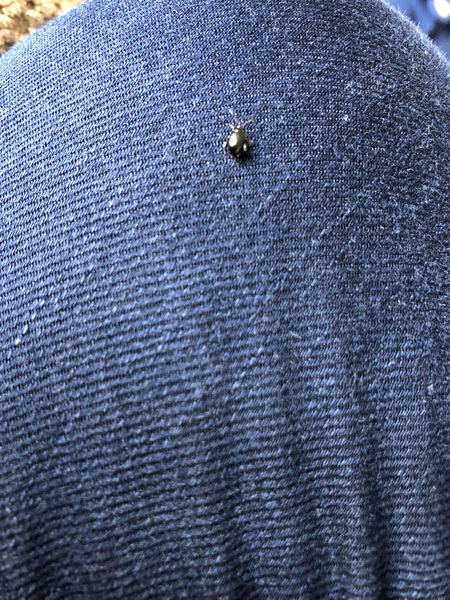 What’s this bug? Please not a flea!