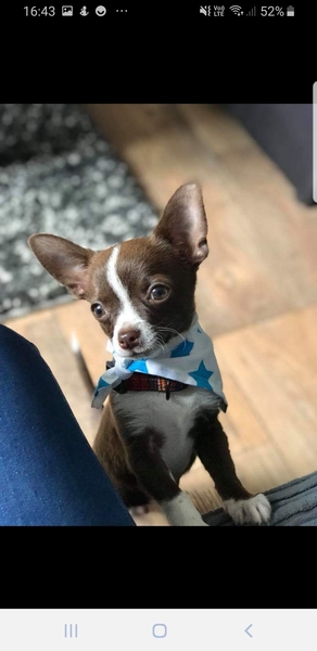 Show me your puppies!