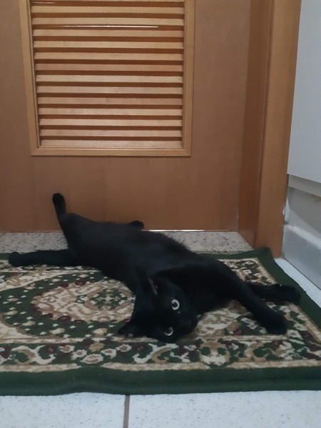 Next door's -thug- cat