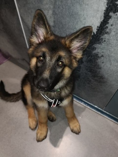 Giving a rescue a new name