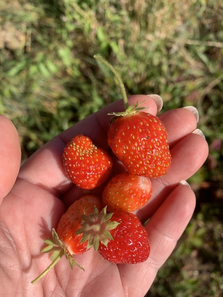 Allotment/Veg Patch Thread 14 ! growing into summer