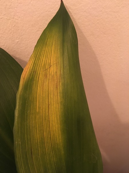 Keep my aspidistra flying
