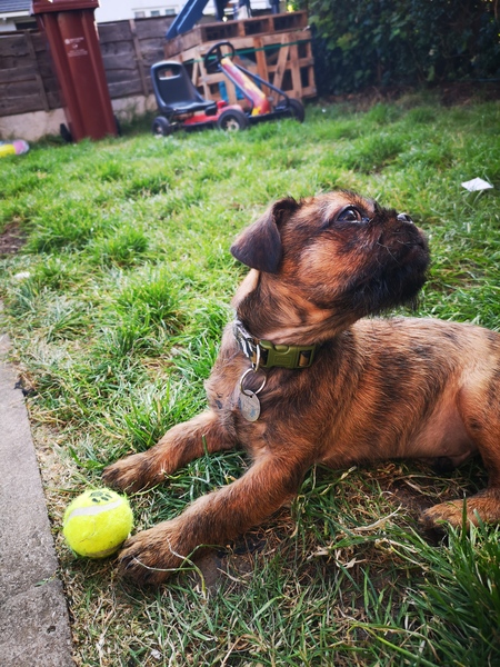 Show me your puppies!