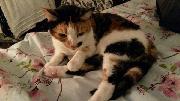 Pilling the cat: 100 easy steps