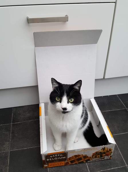 Does my cat look like Prince?