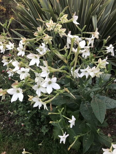 Plant id